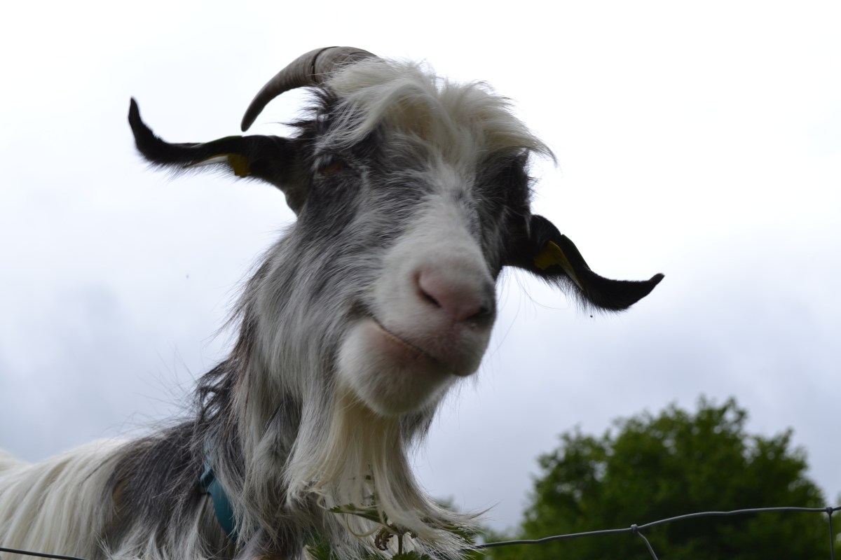 Day 12 – Saturday 11th June. St Savin, Lac d’Estaing and en-route to La Bastide de&nbsp;Serou